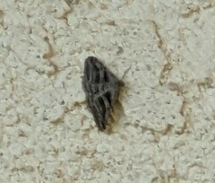 Digrammia continuata