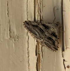 Digrammia continuata