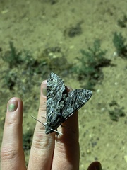 Agrius godarti