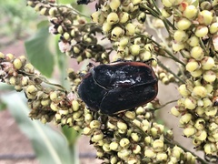 Cotinis mutabilis goryi