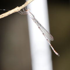 Indolestes tenuissimus