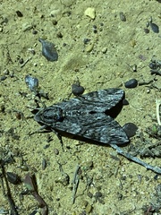 Agrius godarti