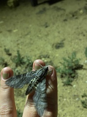 Agrius godarti