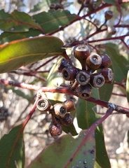 Eucalyptus socialis