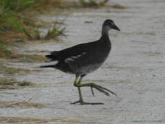 Gallinula galeata cachinnans
