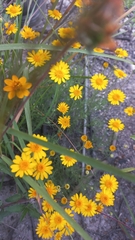 Thymophylla tenuiloba