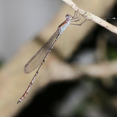 Indolestes tenuissimus