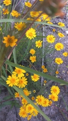 Thymophylla tenuiloba