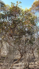Eucalyptus socialis