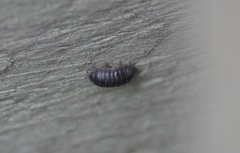 Armadillidium vulgare