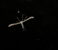 Platyptilia carduidactylus