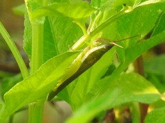 Stenacris vitreipennis