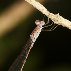 Indolestes tenuissimus