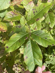 Fraxinus americana