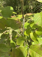 Fraxinus americana