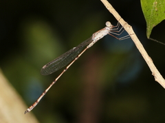 Indolestes tenuissimus