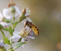 Syrphus rectus