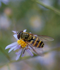Syrphus rectus
