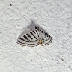 Conchylodes zebra