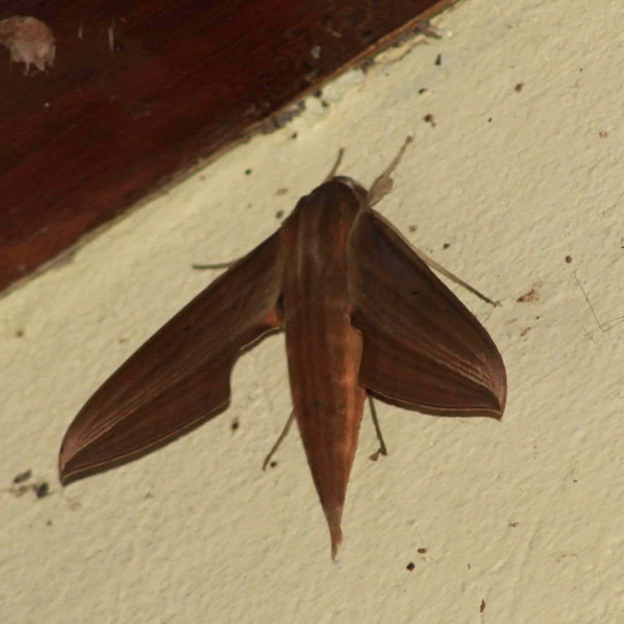Xylophanes neoptolemus