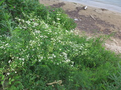 Clematis terniflora mandshurica
