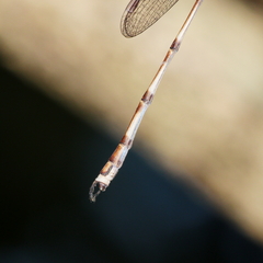 Indolestes tenuissimus