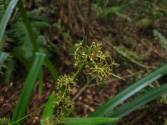 Becquerelia muricata