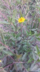 Thymophylla tenuiloba