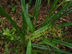 Becquerelia muricata