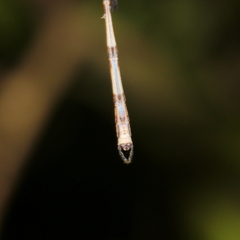 Indolestes tenuissimus