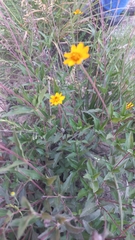 Thymophylla tenuiloba