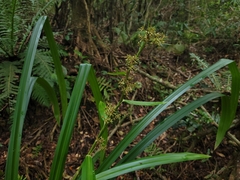 Becquerelia muricata