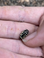 Acmaeodera disjuncta