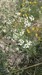Parthenium confertum