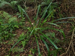 Becquerelia muricata