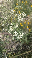 Parthenium confertum