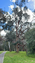 Eucalyptus globulus