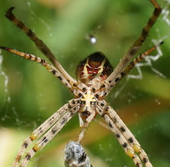 Argiope magnifica