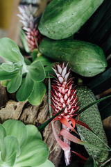 Bromelioideae