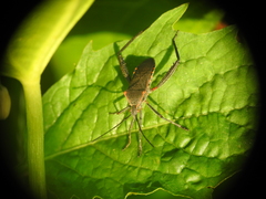 Phthiacnemia picta