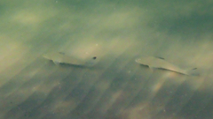 Menticirrhus littoralis