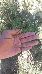 Paspalum pubiflorum