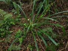 Becquerelia muricata