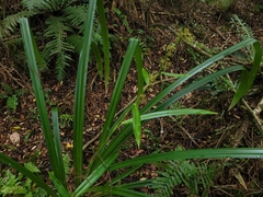 Becquerelia muricata