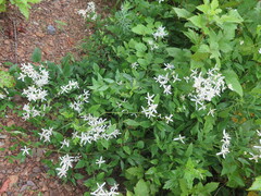 Clematis terniflora mandshurica