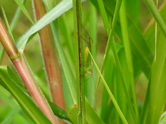 Orchelimum pulchellum