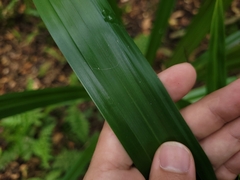 Becquerelia muricata