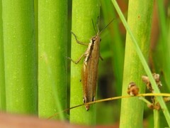 Paroxya