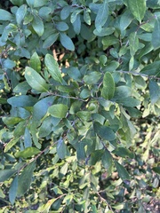 Vaccinium arboreum