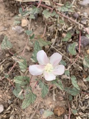 Malvella leprosa